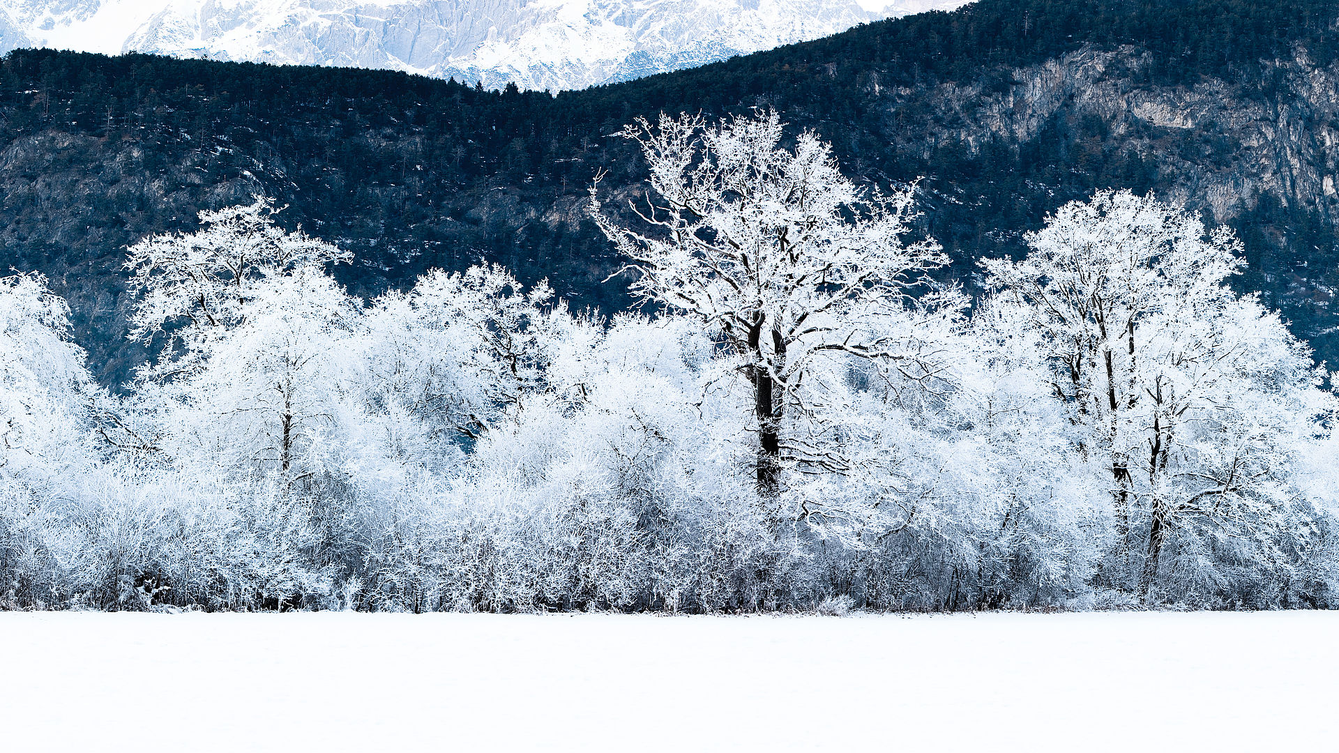 TechnoAlpin Forest Design Frostige Bäume Panorama